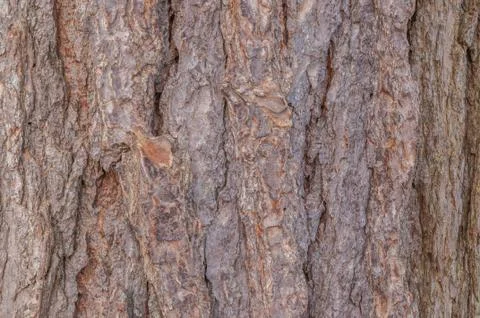 Tree bark background Stock Photos