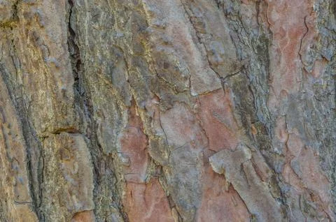 Tree bark background Stock Photos