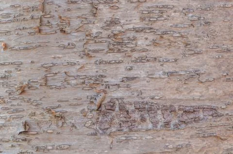 Tree bark background Stock Photos