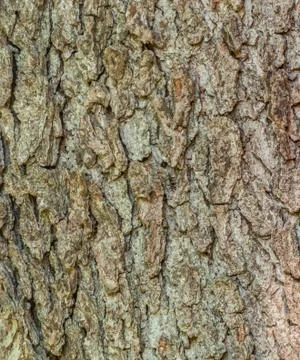 Tree bark background Stock Photos