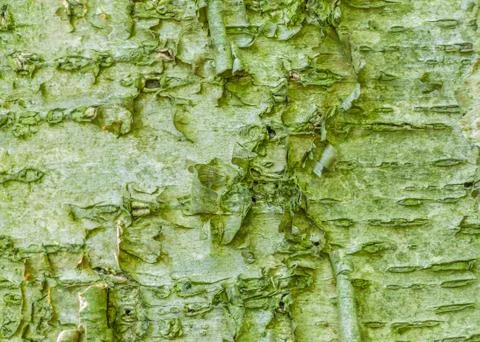 Tree bark background Stock Photos