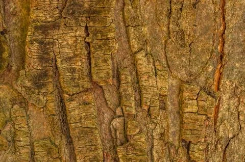 Tree bark background Stock Photos