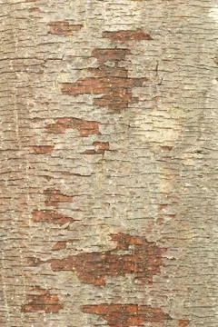 Tree bark background Stock Photos