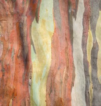 Tree bark background Stock Photos