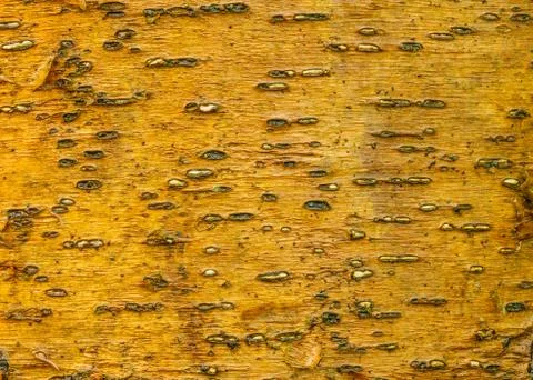 Tree bark background Stock Photos