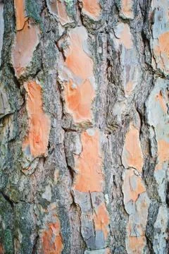 Tree bark as background Stock Photos