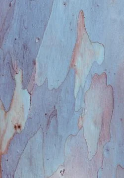 Tree bark background Stock Photos