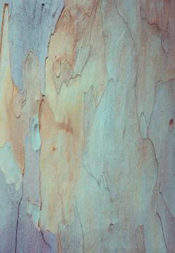 Tree bark background Stock Photos