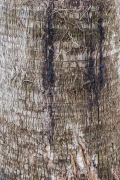 Tree Bark Background Stock Photos