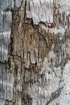 Tree bark background Stock Photos