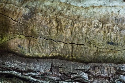 Tree Bark Background 写真素材