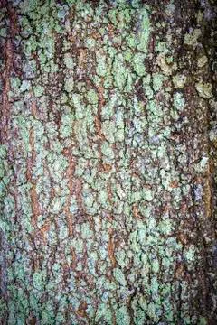 Tree bark background Stock Photos