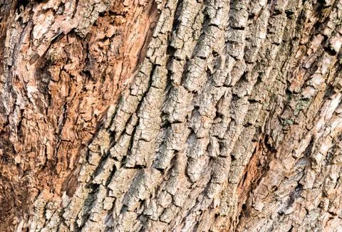 Tree bark background Stock Photos