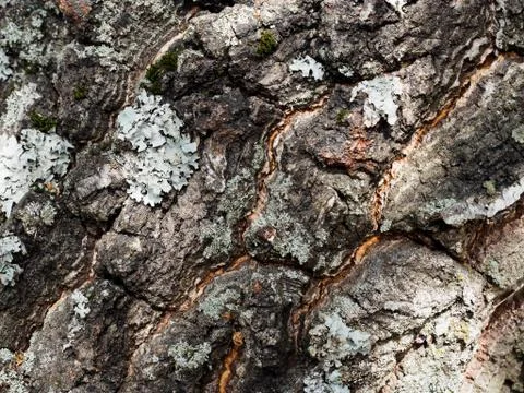 Tree bark background Foto stock