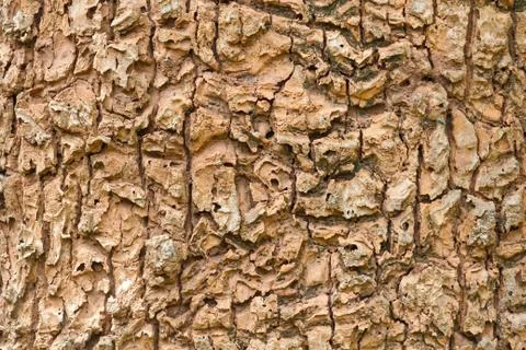 Tree bark background Photos