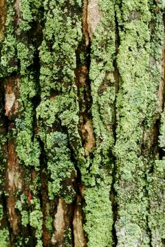 Tree Bark Background Stock Photos