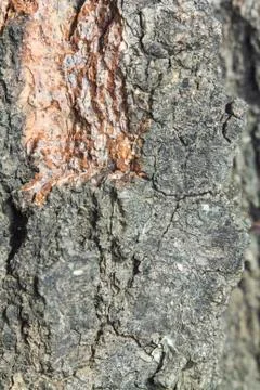 Tree bark for the background Stock Photos