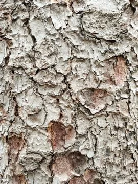 Tree bark background Stock Photos