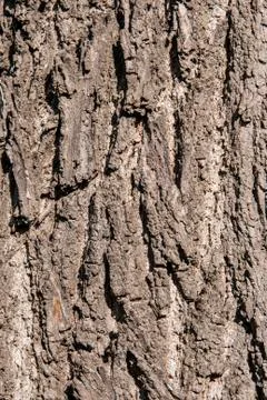 Tree bark as background Stock Photos