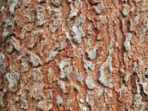 Tree bark background Stock Photos