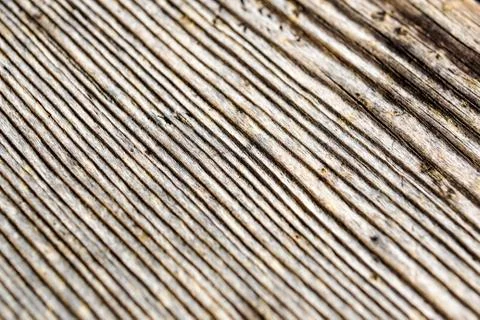 Tree bark background Stock Photos