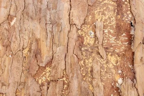 Tree bark background Stock Photos