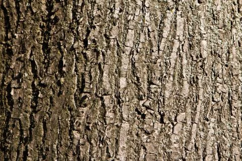 Tree bark background Stock Photos