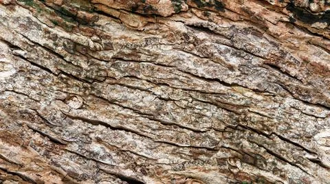 Tree bark background Stock Photos