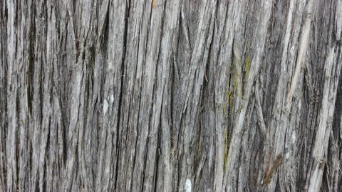 Tree Bark Background Stock Photos