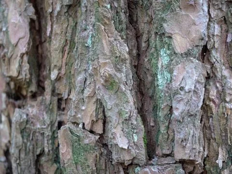 Tree bark for background Stock Photos