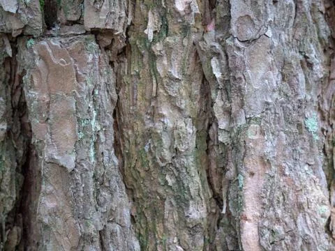 Tree bark for background Stock Photos