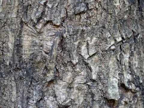 Tree bark for background Stock Photos