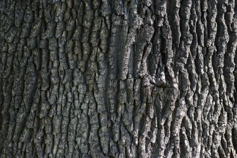 Tree bark background Stock Photos