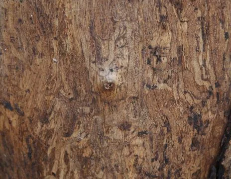 Tree bark background Stock Photos