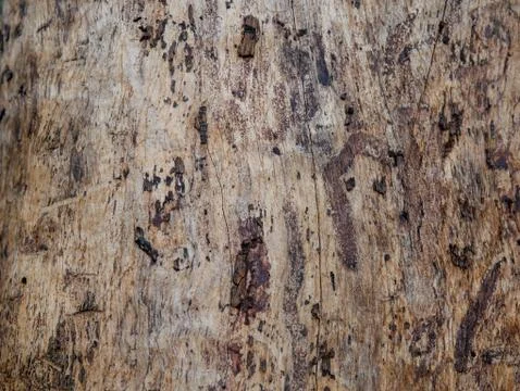 Tree bark background Foto stock