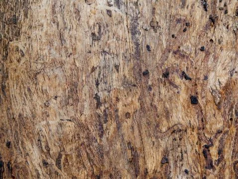 Tree bark background Stock Photos