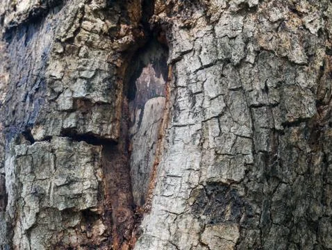 Tree bark background Stock Photos