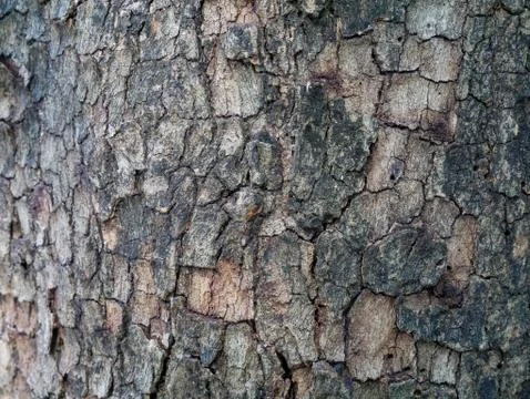 Tree bark background Stock Photos