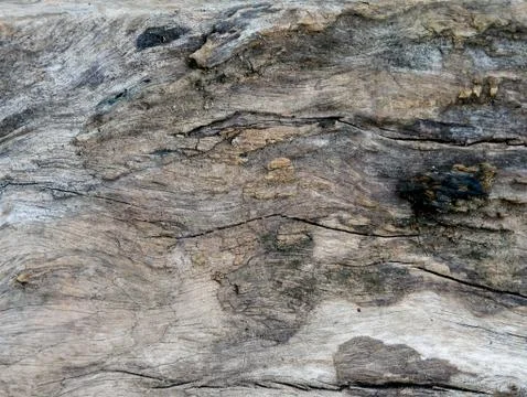 Tree bark background Stock Photos