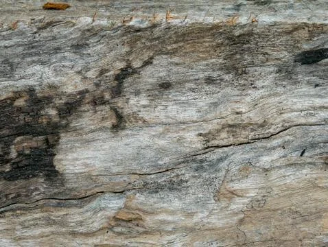 Tree bark background Stock Photos