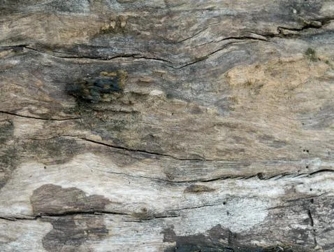 Tree bark background Stock Photos