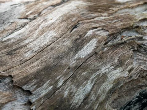 Tree bark background Stock Photos