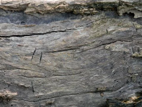 Tree bark background Stock Photos