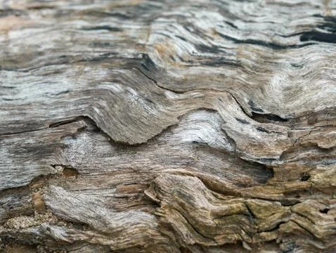 Tree bark background Stock Photos