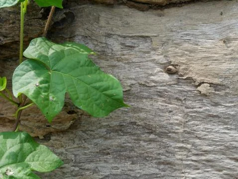 Tree bark background Stock Photos