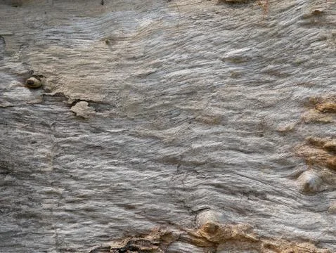 Tree bark background Stock Photos