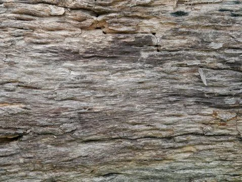 Tree bark background Stock Photos