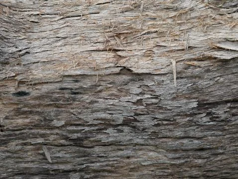 Tree bark background Stock Photos