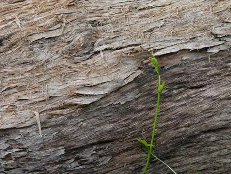 Tree bark background Stock Photos