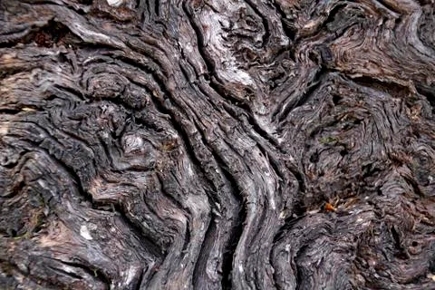Tree bark background Stock Photos